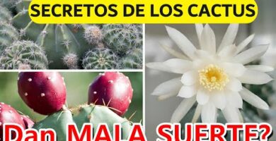 Tipos de cactus medicinales: beneficios y usos