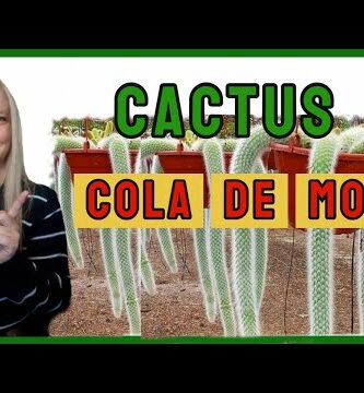 Cola de mono cactus: descubre la belleza de esta planta única
