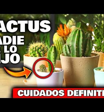 Descubre los diferentes tipos de cactus: guía completa