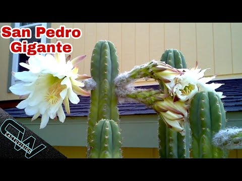Flor de Cactus San Pedro: Belleza y Significado de esta Espectacular Flor