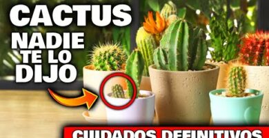 Cactus: Descubre la belleza y cuidados de estas plantas